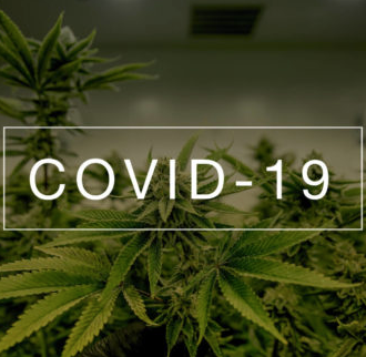Le cannabis contre le Covid-19 ?