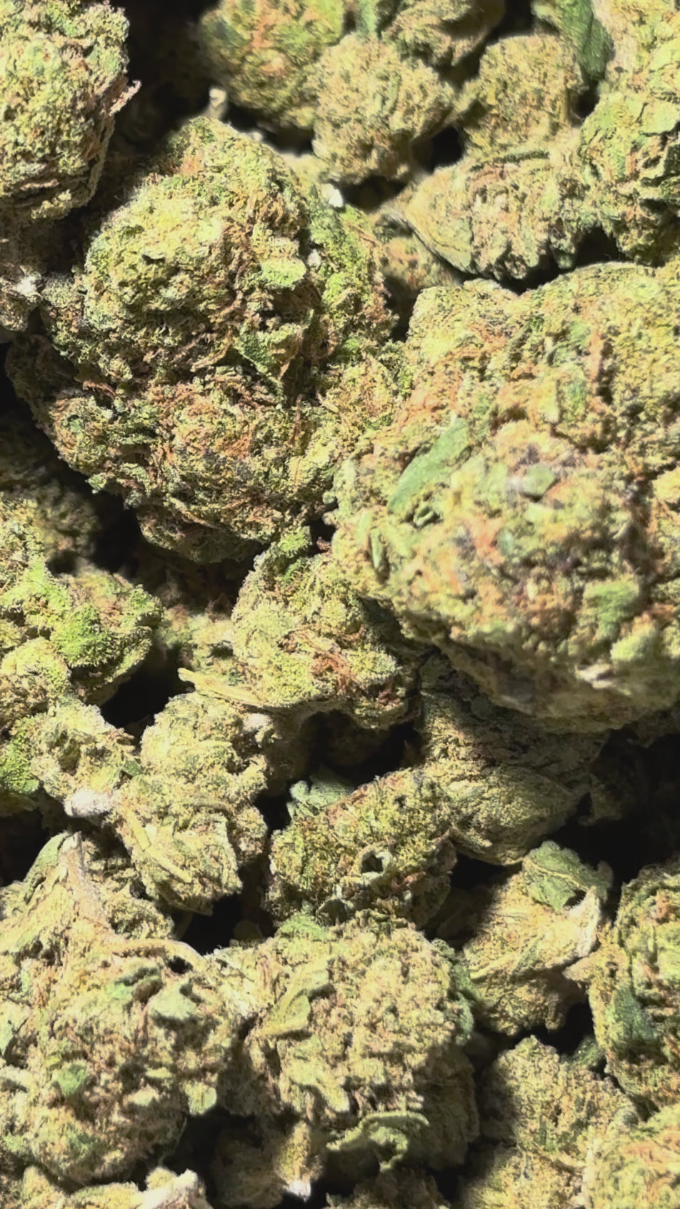 Cargar vídeo: Monster Kush 18% CBD